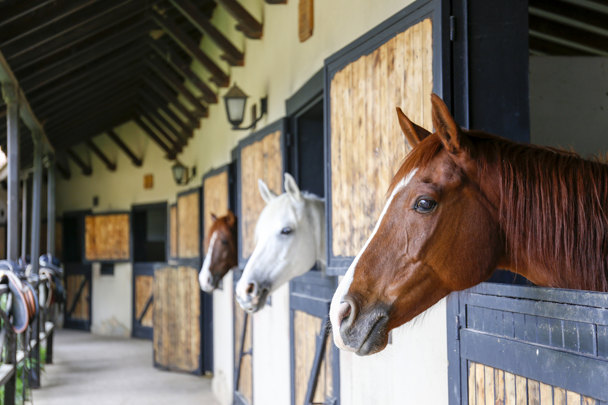 Why You Should Build an Equestrian Barn | Mansea Metal - iStock-1324699329